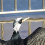 カワウ