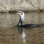 カワウ