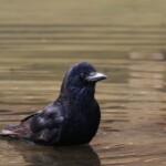 ハシブトカラス