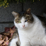 さくら猫