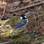 シジュウカラ