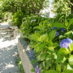 6月の散歩道(菩提池 2020年6月7日)
