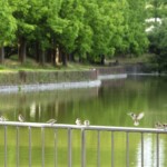 スズメの学校 (菩提池 2020年6月17日)