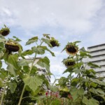 夏の終わり(菩提池 2020年9月6日)
