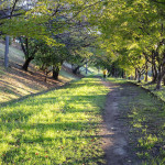 散歩道(6丁目千里緑地 2020.10.31)