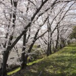 桜のトンネル(2021.3.31 4丁目)
