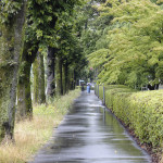 雨の歩道 (2021.6.19 菩提池)