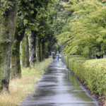 雨の歩道 (2021.6.19 菩提池)