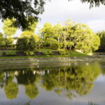佐竹公園(2021.7.18 菩提池)