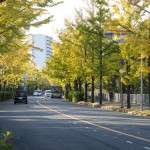イチョウ並木(佐竹台6丁目 2021年11月4日)