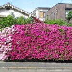 五月が丘南 4月25日