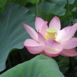 菩提池 2022年7月16日