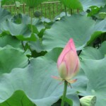 菩提池 2022年7月16日