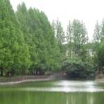 菩提池 2022年7月16日