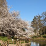 菩提池(2023年3月31日)