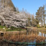 菩提池(2023年3月31日)