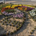 佐竹台地区の花壇(2023年3月31日)