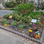 佐竹台地区の花壇(2023年3月31日)