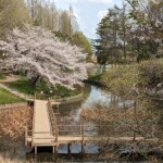 菩提池(2023年4月2日)