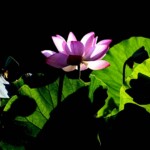 ハス 佐竹公園の花壇にて 2023年7月中旬 撮影:西田昌宏さん