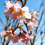 菩提池周辺 2024年3月22日