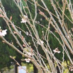 菩提池周辺 2024年3月22日