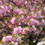 2024年4月22日 佐竹台2丁目 撮影:西田昌弘さん