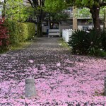 2024年4月22日 佐竹台2丁目 撮影:西田昌弘さん