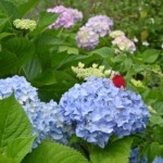 2024年5月30日 佐竹公園 撮影:西田昌宏さん