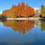 佐竹公園 メタセコイア 12月