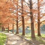 佐竹公園 メタセコイヤ 12月