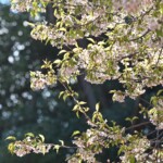 ヒマラヤザクラ 菩提池 1月中旬